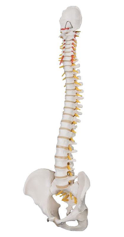 spine specialist in Pune|spine doctor in Pune | spine surgeon in Pune|spine specialist in Pune |Top spine surgeon in Pune 